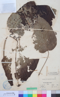 Specimen thumbnail
